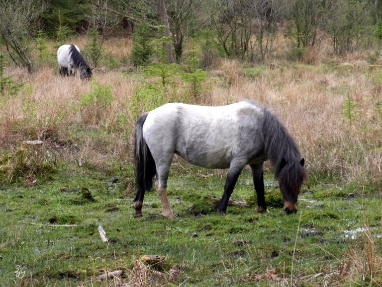 New Forest ponies