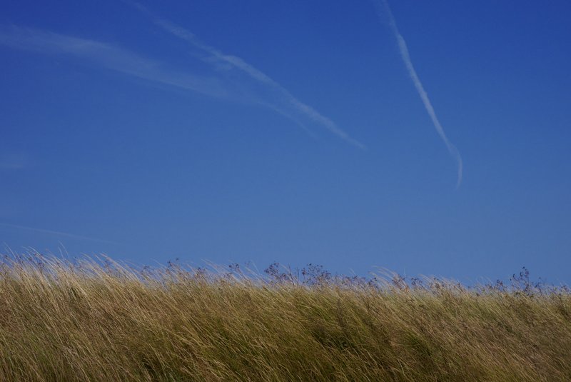 blue sky & golden grasses - Suffolk