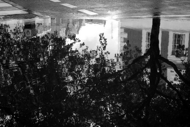 puddle_trees_street_mono