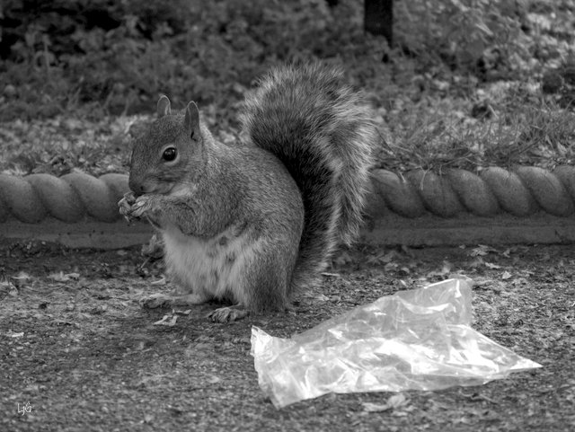 squirrel_litter_mono_silky