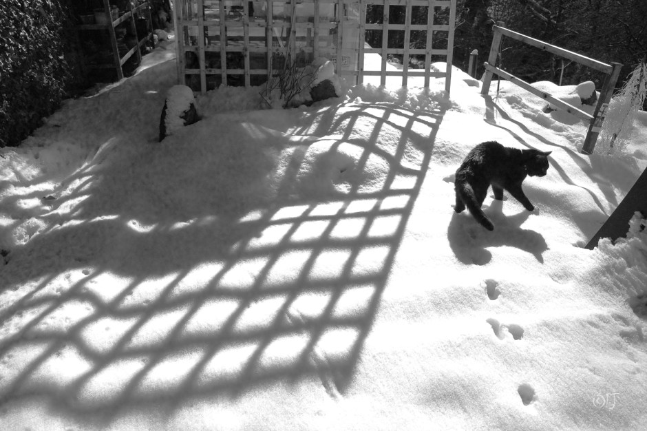 Monochrome Moog PoetryPix